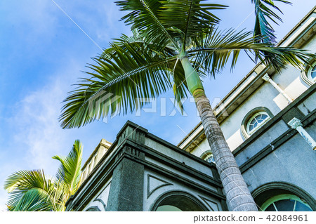 Asian thai coconut tree woodgrain trunk branches religious church 42084961