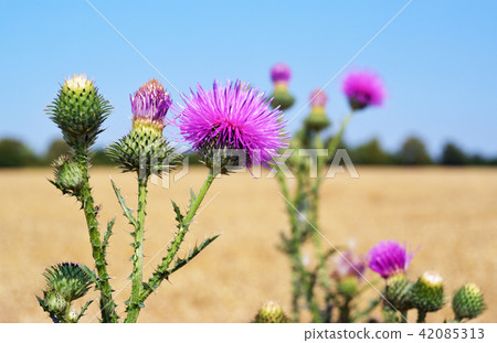 Thistle buds and flowers on a summer field. Carduus is the symbol of Scotland. 42085313