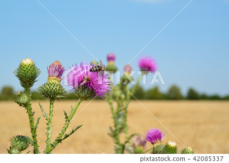 Macro photo, a bee collects nectar on a Carduus flower of a thistle. Macro photo, a bee collects nectar on a Carduus flower of a thistle. 42085337