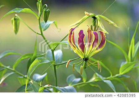 Gloriosa 42085395