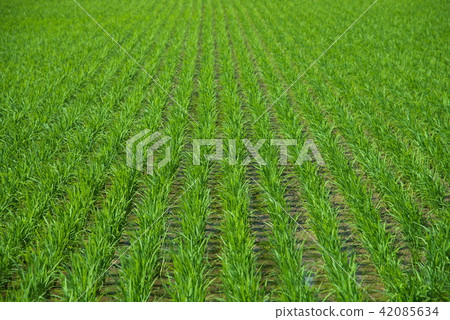 Sanae rice field rainy season Sanae rice field rainy season 42085634