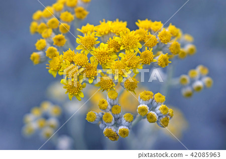 Shirota aegi 42085963