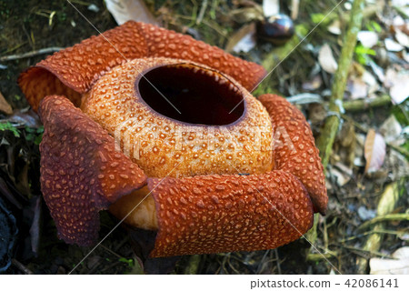 Raflesia Raflesia 42086141