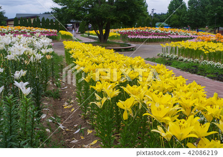 Donden平 Donden平 42086219