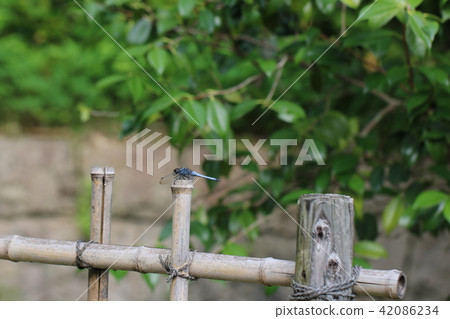 Tempo on hydrangea's leaves 42086234