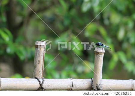 Dragonfly on the bamboo wall 42086235