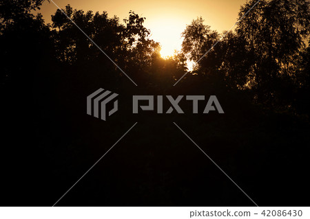 Forest in the evening sun. 42086430