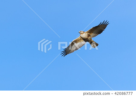 Nothri (bazaar) Taka eyes Hawk flight Nothri (bazaar) Taka eyes Hawk flight 42086777