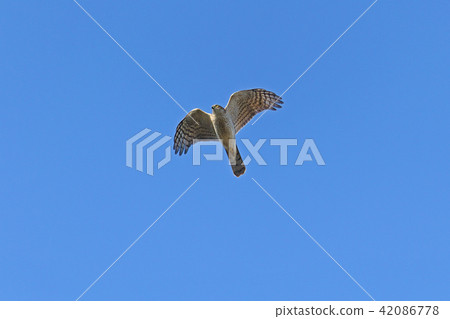 Hightaka (Eurasian Sparrow Hawk) Taka Echo Rise turning Hightaka (Eurasian Sparrow Hawk) Taka Echo Rise turning 42086778