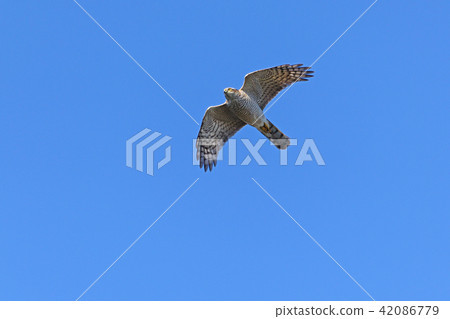 Hightaka (Eurasian Sparrow Hawk) Taka Haku Department Flight Hightaka (Eurasian Sparrow Hawk) Taka Haku Department Flight 42086779