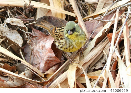 Aogi野鳥男 42086939