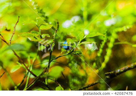 blueberries on bushes blueberries on bushes 42087476