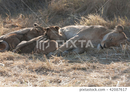 Lions, Botswana 42087617