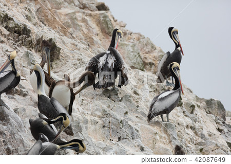 bird, birds, brown pelican 42087649