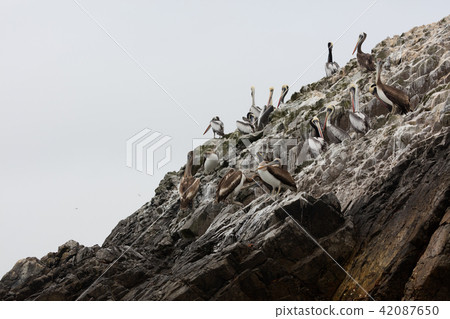 beach, brown pelican, cliff 42087650