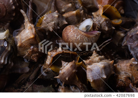 Sea snail,close up Sea snail,close up 42087698