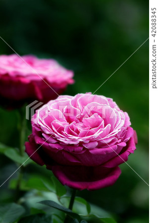 玫瑰玫瑰 玫瑰玫瑰 42088345