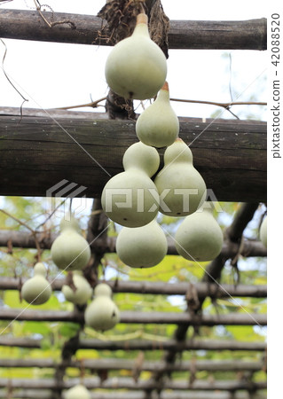 一個大葫蘆 一個大葫蘆 42088520