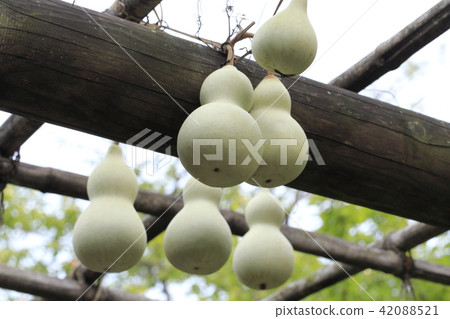 一個大葫蘆 一個大葫蘆 42088521