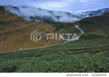 茶園 農作物 新北市 坪林區 山 茶園 農作物 新北市 坪林區 山 42088830