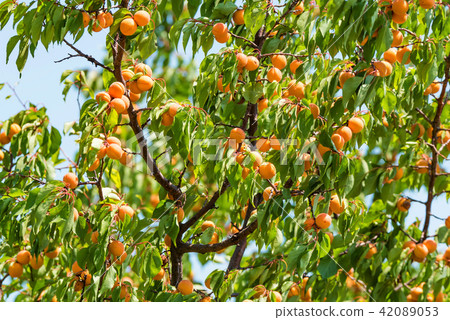 Fresh ripe apricots on tree Fresh ripe apricots on tree 42089053