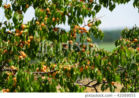 Beautiful ruined Orhtodox cathedral Beautiful ruined Orhtodox cathedral 42089055