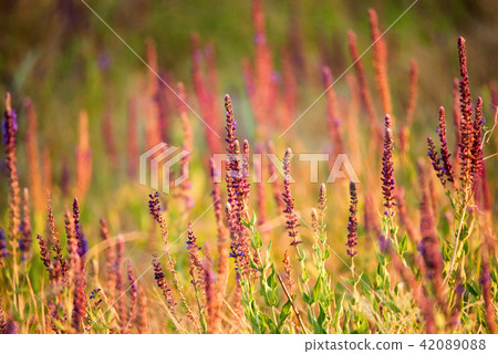 Fresh purple flowers of sage or Salvia divinorum 42089088