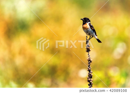 Male Europian stonechat or Saxicola rubicola Male Europian stonechat or Saxicola rubicola 42089108