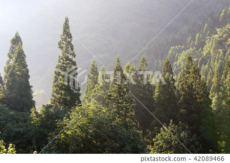 Morning forest Morning cedar forest 42089466