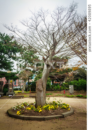 Tree without leaves in Jeju Mokgwana Tree without leaves in Jeju Mokgwana 42089895