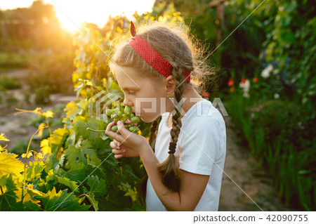 The child girl and grape brunch, work on a family farm 42090755