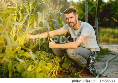 handsome farmer in his thirties picking corn on a field handsome farmer in his thirties picking corn on a field 42090954