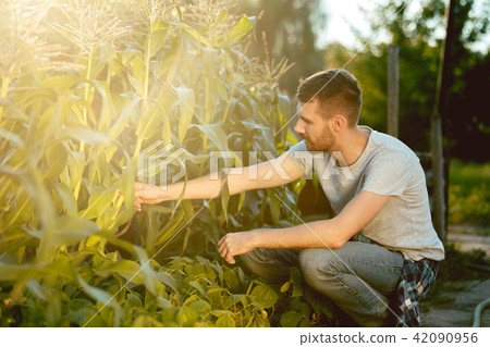 handsome farmer in his thirties picking corn on a field 42090956