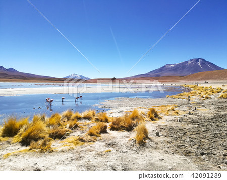 Laguna Hedionda view, Bolivia 42091289