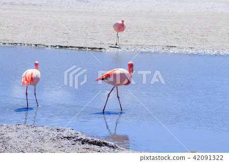 Laguna Hedionda flamingos, Bolivia 42091322