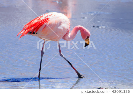 Laguna Hedionda flamingos, Bolivia 42091326