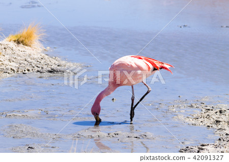 Laguna Hedionda flamingos, Bolivia 42091327