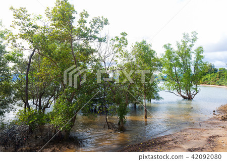 Mangrove forest on Phuket island of Thailand Mangrove forest on Phuket island of Thailand 42092080