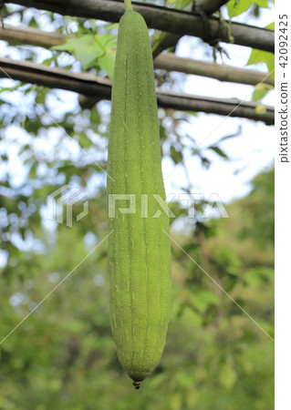 Fruit of Loofah 42092425