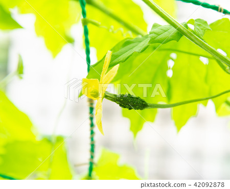 苦瓜的雌花小實際的綠色窗簾戈雅窗簾苦瓜 42092878