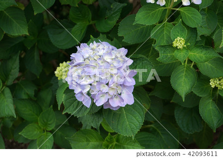 Hydrangea flower 42093611