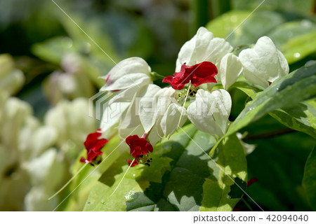 Genpeikazura 42094040