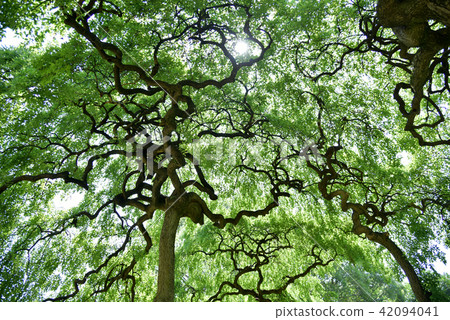 Shodare Enji 42094041