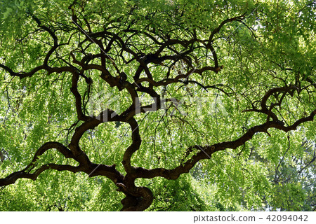 Shodare Enji 42094042