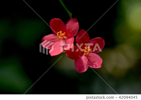 Red flower Red flower 42094045