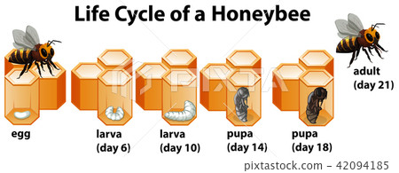 Life cycle of a honeybee 42094185