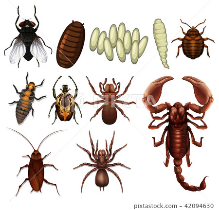 图库插图 a set of insect