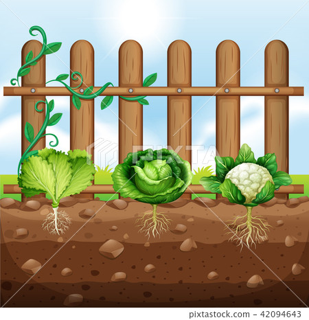 Set of vegetable crops 42094643