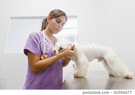 Doctor Cleaning Dog Ear In Clinic For Veterinarian Profession 42094877
