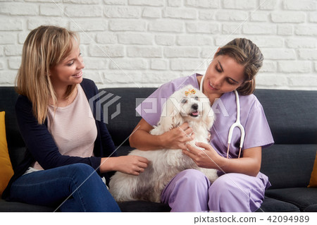 Veterinarian House Call With Doctor Dog Owner And Animal Veterinarian House Call With Doctor Dog Owner And Animal 42094989